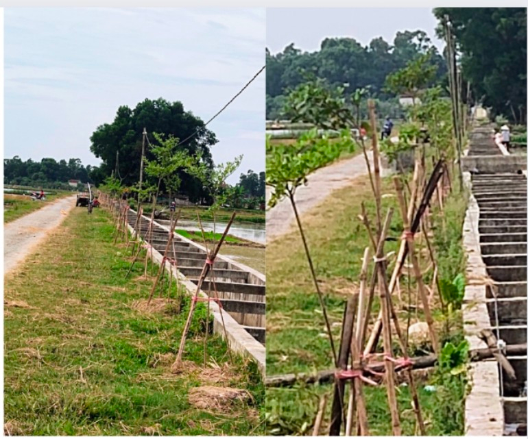 Hàng cây Bàng Đài Loan ông Minh tặng được trồng trên tuyến đường từ Bưu điện Văn hóa xã ra Làng Kênh năm 6/2022